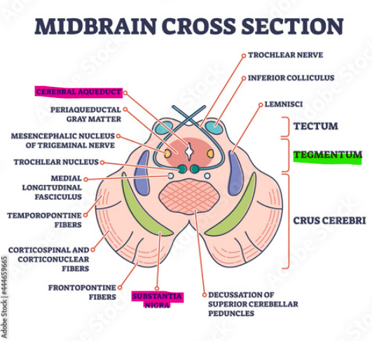 <p>substantia nigra</p><p>aquaductus cerebri</p>