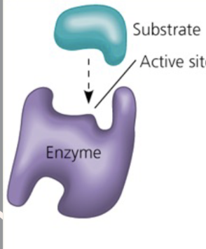 <p>1.) Substrate<br>2.) Active site<br>3.) Enzyme</p>