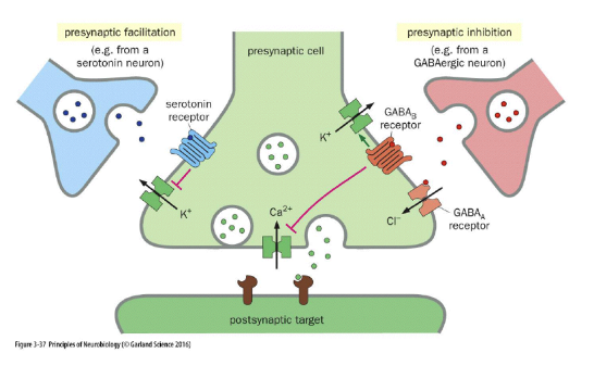 <ul><li><p>Presynaptic inhibition</p></li><li><p>Presynaptic facilitation</p></li></ul><p></p>