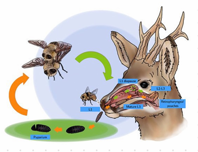 <p><strong>Cephenemyia stimulator </strong></p><p>Eggs hatch inside females → deposited into nostrils → migrate through nose into throat → L3 → fall out → pupate in soil → adult (2-3 weeks). Mates → egg. </p><p>Oviviparous. Deer botfly</p>