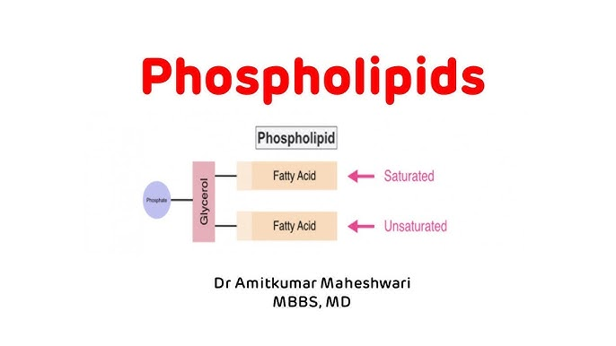 <p><span>&nbsp;A lipid that has the 3rd fatty acid replaced by phosphate.</span></p>