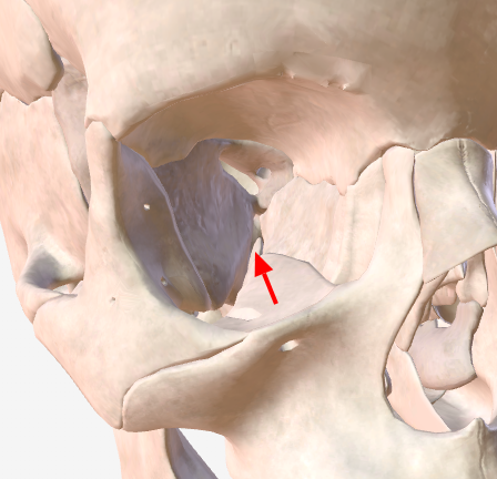 knowt flashcard image