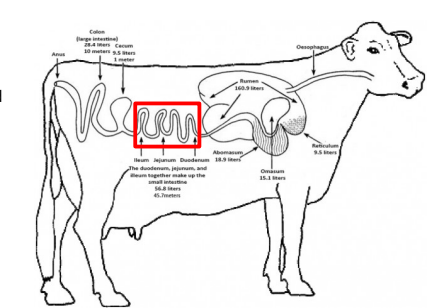 <p><strong>Segments of the Small Intestine </strong></p><p>_______</p><ul><li><p><span style="color: purple;"><strong>First Segment </strong></span></p></li><li><p>Uses <strong><u>secretions </u>from the pancreas and intestinal wall t</strong>o break down <em>proteins, strarches and fats. </em></p></li></ul><p></p>
