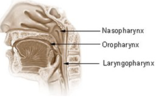 <p>connects nasal cavity and mouth to larynx and esophagus, constructed by skeletal muscle, funnel shaped muscular tube</p>
