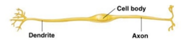<ul><li><p><span>one axon and one dendrite extending from the cell body</span></p></li><li><p><span>found in the retina and olfactory region</span></p></li></ul><p></p>