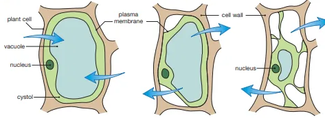 <p>Identify this diagram</p>