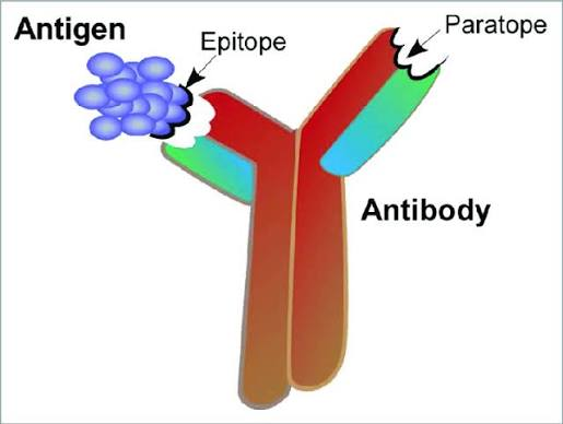 <p>a part of the antigen to which antibodies bind</p>