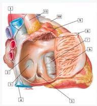 <p>Câu 25: Chi tiết số 3:</p><p>A. Lỗ xoang tĩnh mạch vành</p><p>B. Vách gian nhĩ</p><p>C. Lỗ bầu dục</p><p>D. Hố bầu dục</p>