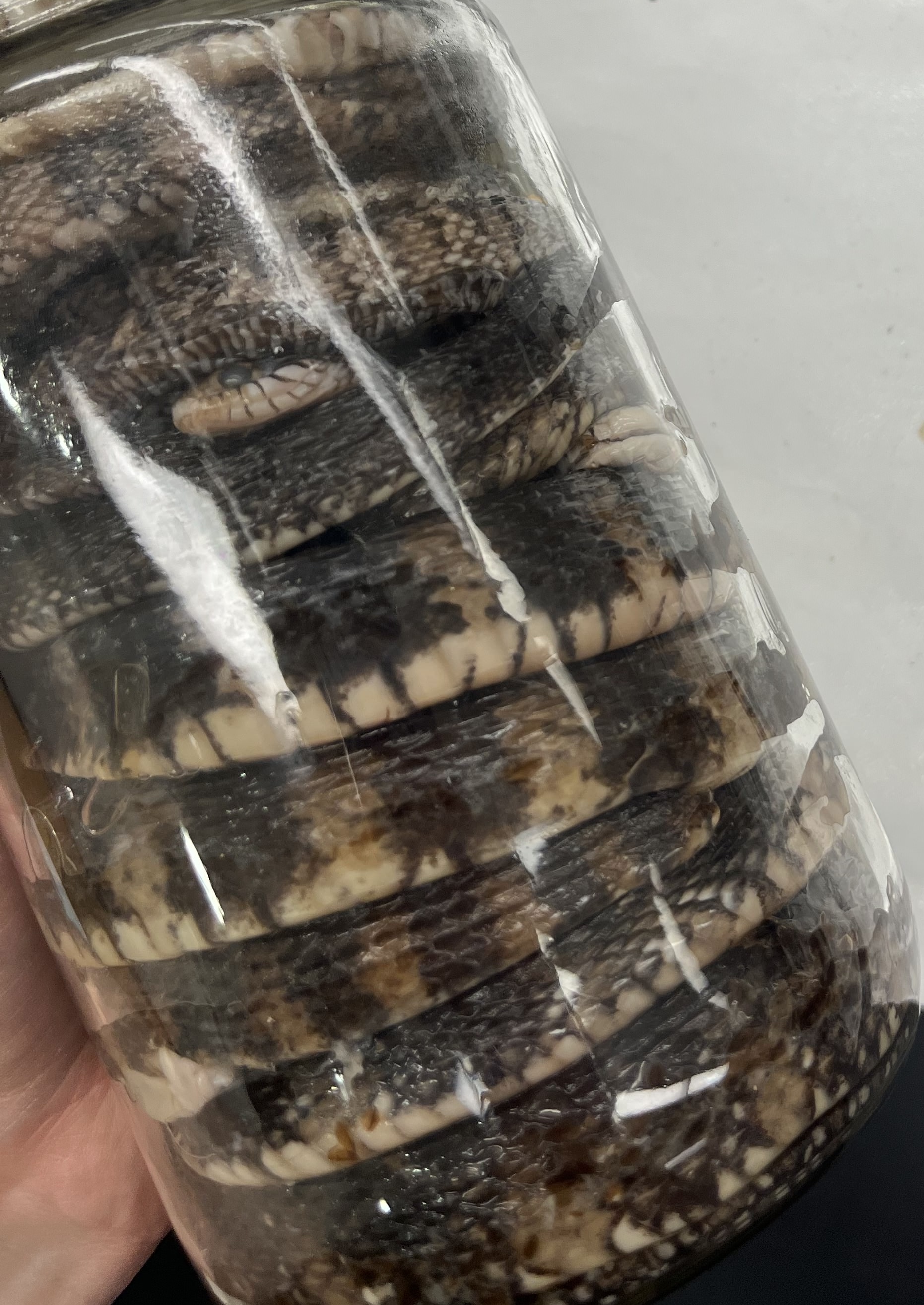 <ul><li><p>small head</p></li><li><p>black and brown triangle shaped stripes</p></li></ul><p></p>