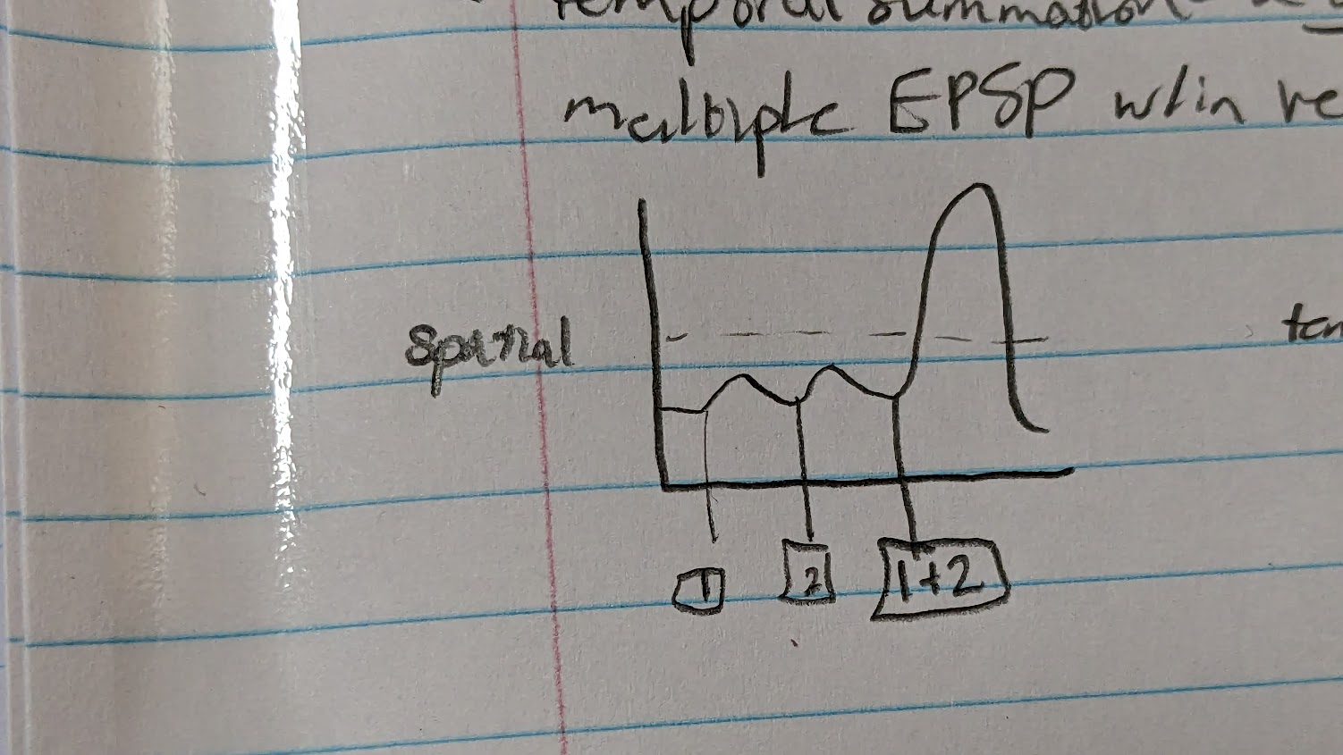<p><u>multiple</u> locations on postsyn cell receive NT simultaneously, and generate postsyn potentials</p><p>→ they combine to reach threshold</p><p>-if reach threshold will activate AP</p>