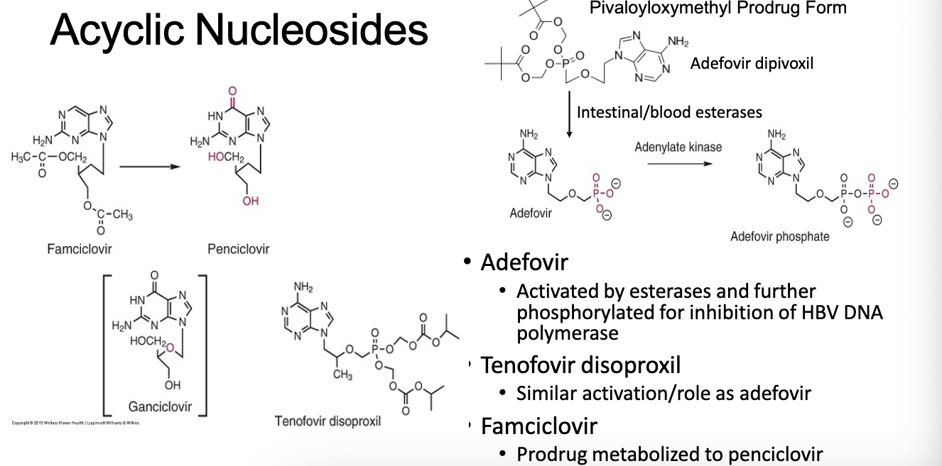<p>adefovir, tenofovir disoproxil, famciclovir</p>