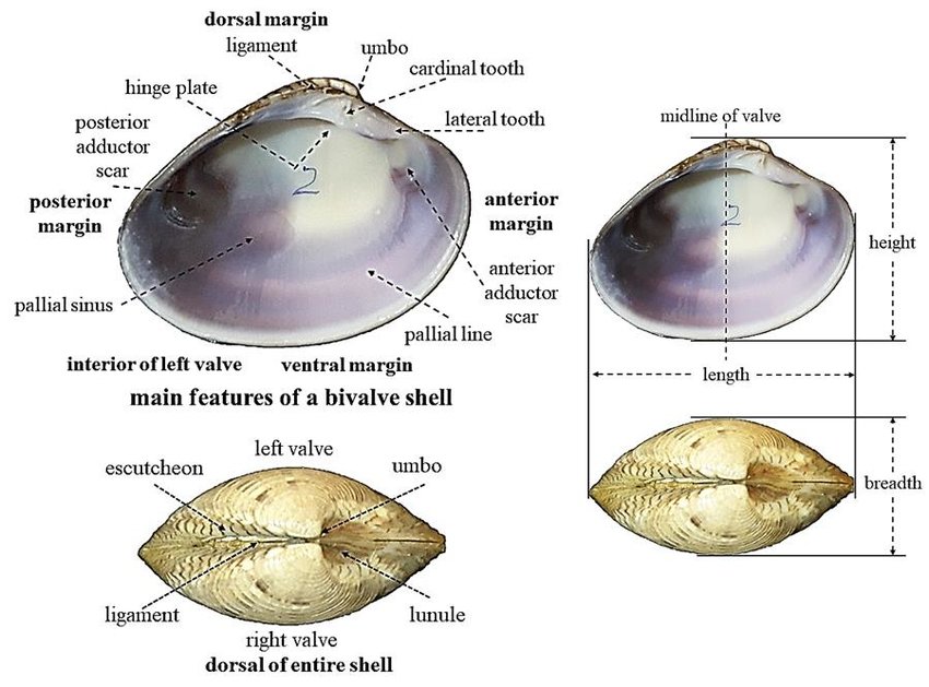 <p>Class: Bivalvia (<span style="font-family: __bwModellica_c589ae, __bwModellica_Fallback_c589ae">Phylum Mollusca)</span></p>