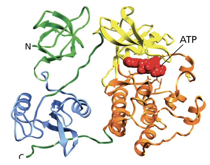 The full three-dimensional organization of a polypeptide chain -including its alpha helices, beta sheets