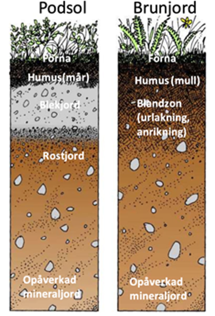 <p>Brunjord</p><p>-Förna, humuslager (mull), (uppifrån) opåverkad mineraljord</p><p>-Homogen och blandas (daggmaskar & bakterier)</p><p>-Näringsrik p.g.a. lövförna och underlag (jordarterna)</p><p>-Högre pH (runt 6)</p>