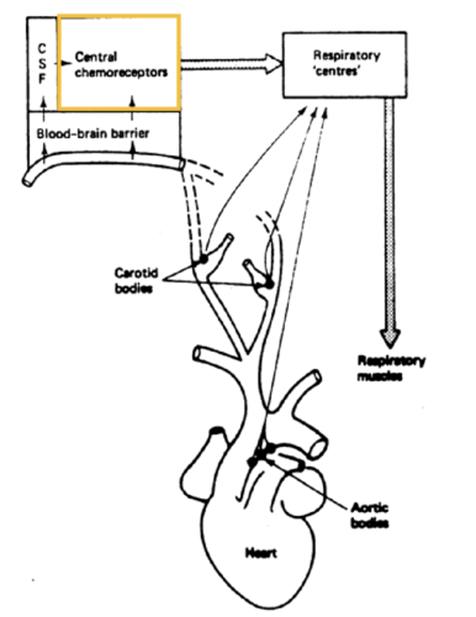 <p>Located in brainstem (medulla), account for ~70% CO2 response.</p>
