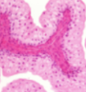 <p>What tissue type does this image depict?</p>