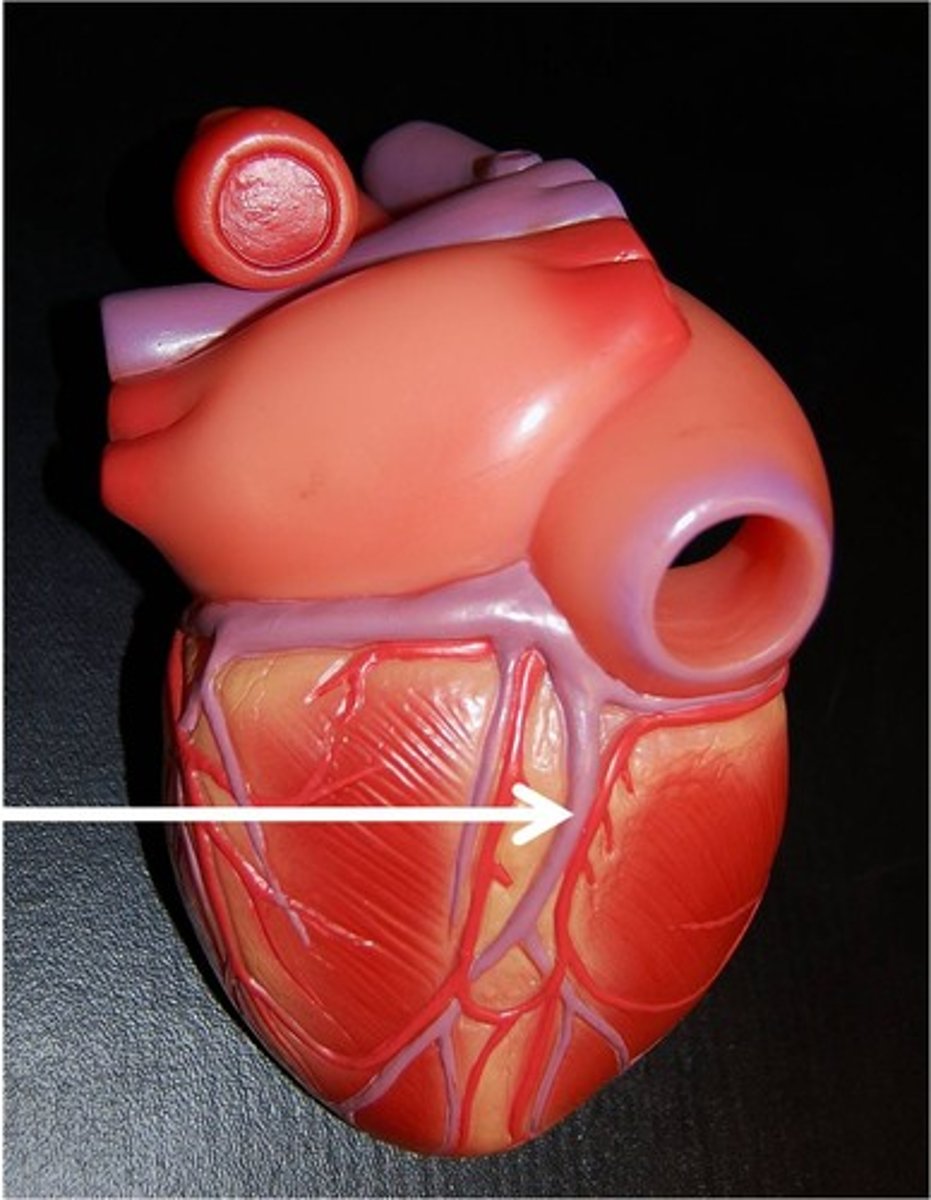 <p>splits ventricles posteriorly</p>