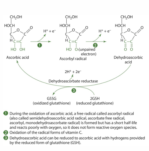 <p>- Intestinal cells</p><p>- under action of dehydroascorbate reductase (glutathione is critical but NADPH &amp; dithiol glutaredoxin can be used instead)</p>