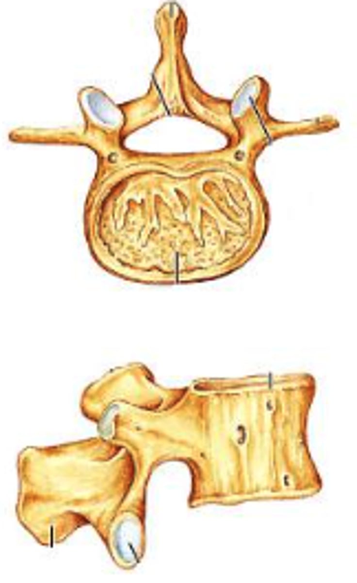 <p>lumbar</p>