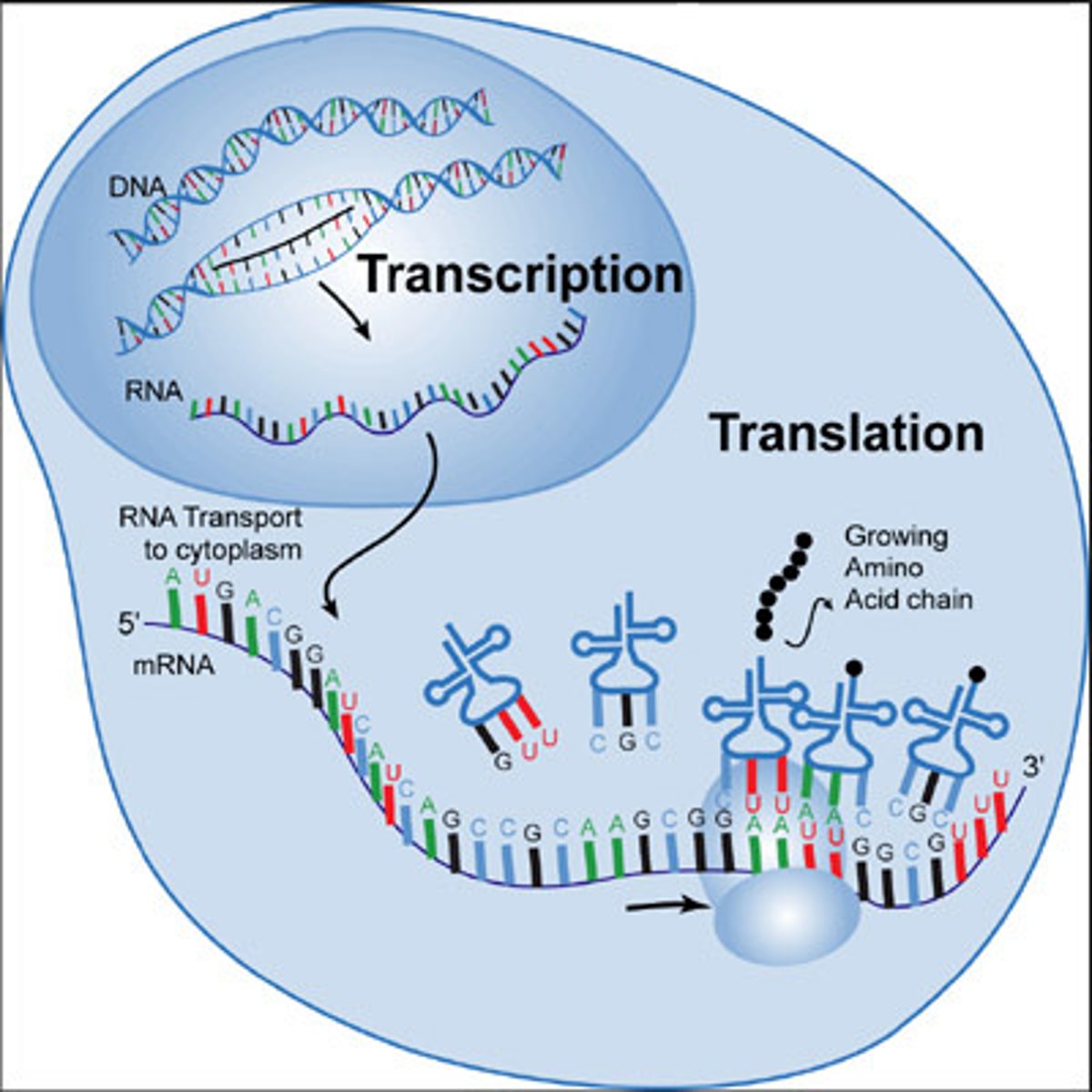 <p>-Occurs in the cytoplasm</p><p>- mRNA attaches to the ribosomes.</p><p>-ribosomes and rRNA read the mRNA molecule three nitrogen bases at a time</p><p>-A tRNA is signaled to bring a specific amino acid that correlates to the specific codon</p><p>- tRNA attaches long enough for the amino acid to be attached to the growing protein chain, and it is then released.</p><p>- will continue until a stop codon is read</p>