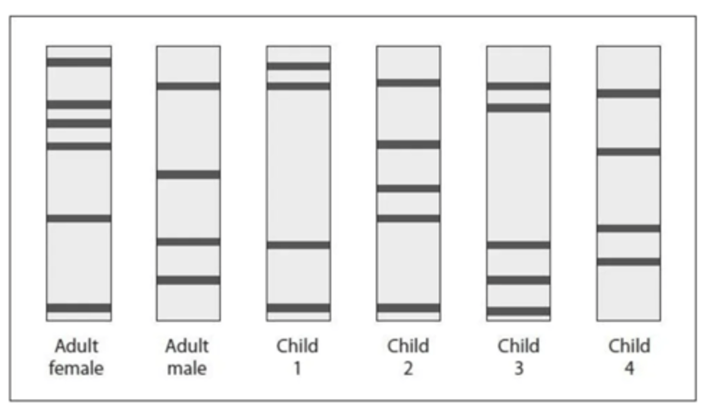 <p>- To determine parentage, every band in a child's DNA profile must match a corresponding band in either the adult female's profile or the adult male's profile.</p><p>- Child 1's bands all have a corresponding match with a band from either the adult female or the adult male.</p><p>- Child 3's bands all have a corresponding match with a band from either the adult female or the adult male.</p><p>- Child 2 and Child 4 both have bands that do not match either adult, therefore they cannot be the biological children of this pair.</p>