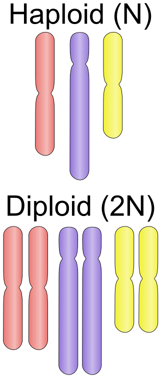 <p>n → cell with only one chromosome per pair. </p>