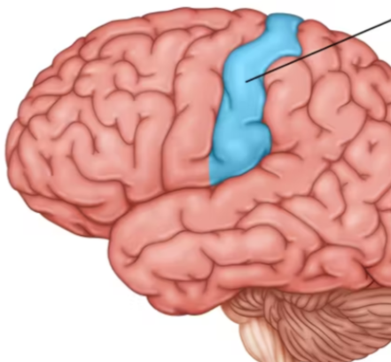<p>an area at the front of the parietal lobes that registers and processes body touch and movement sensations</p>