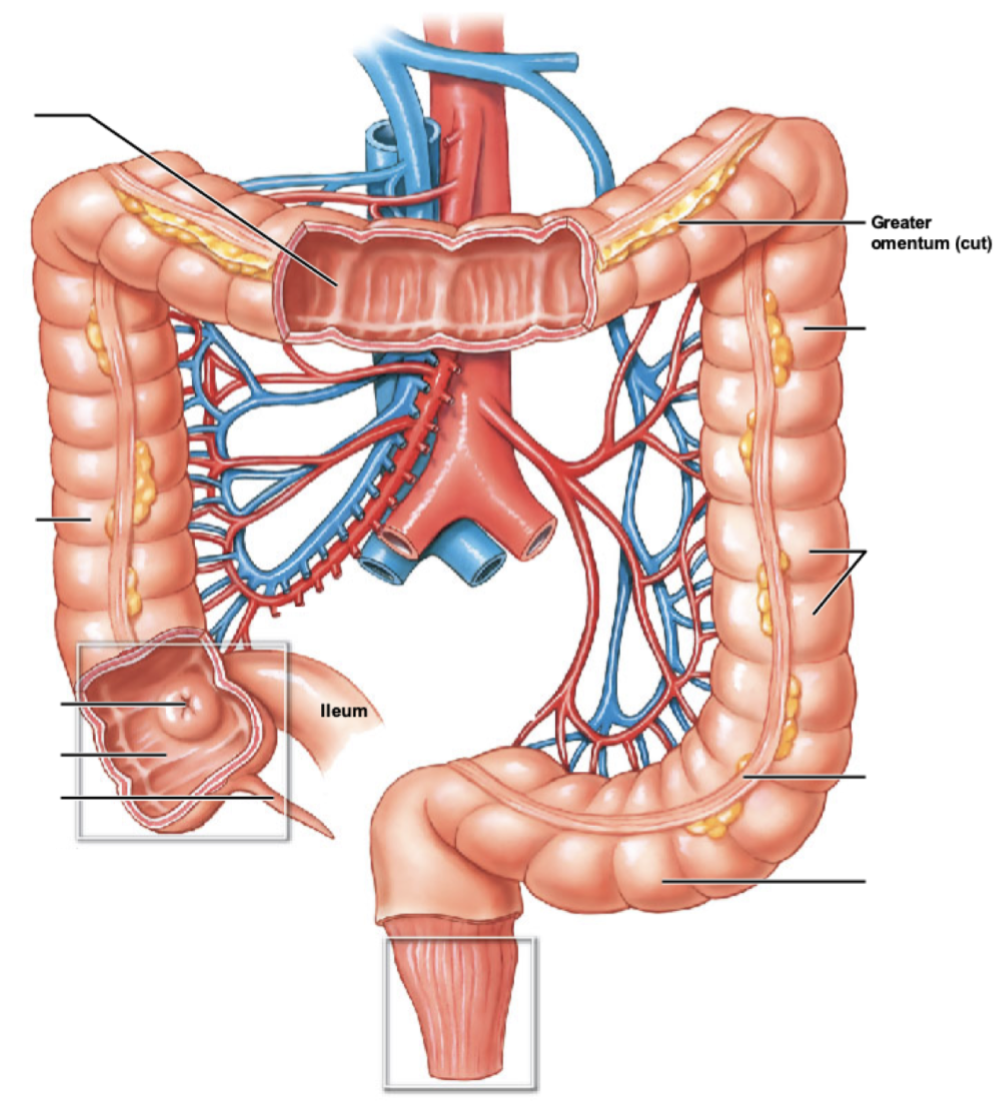 describe the order of travel within the large intestine, from ileocecal valve to rectum.