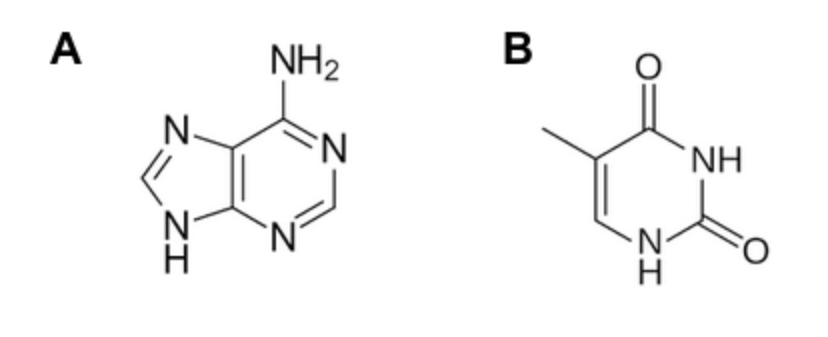 <p><span>Which of the bases shown below is a purine?</span></p>
