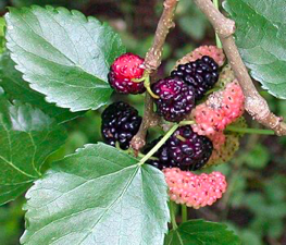 <p><span><strong>Plody – nažky ve válcovitém plodenství – tzv. moruši</strong></span></p>