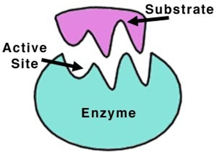 <p>-the reactants<br>-only the correct substrate will fit on the active site</p>