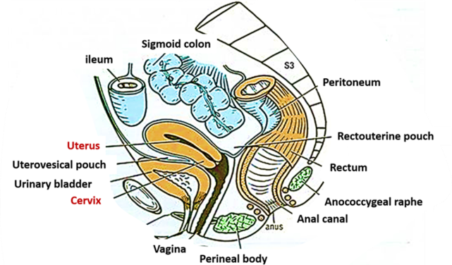<p>B. posterior to the bladder and anterior to the rectum</p><p>Anatomically, the <strong>uterus</strong> is positioned in the pelvis <strong>between the urinary bladder and the rectum</strong>:</p><ul><li><p class="">It lies <strong>posterior (behind) to the bladder</strong>.</p></li><li><p class="">It lies <strong>anterior (in front) to the rectum</strong></p></li></ul><p></p>