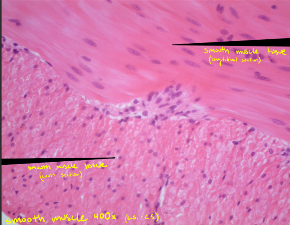 <p>Smooth muscle</p>