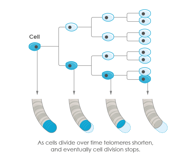 <p>Vid varje celldelning (mitos) förkortas telomererna, vilket efter ca 40-60 delningar (<strong>Hayflicks tal</strong>) leder till ____, som innebär att cellens förmåga att dela sig avtar.</p>