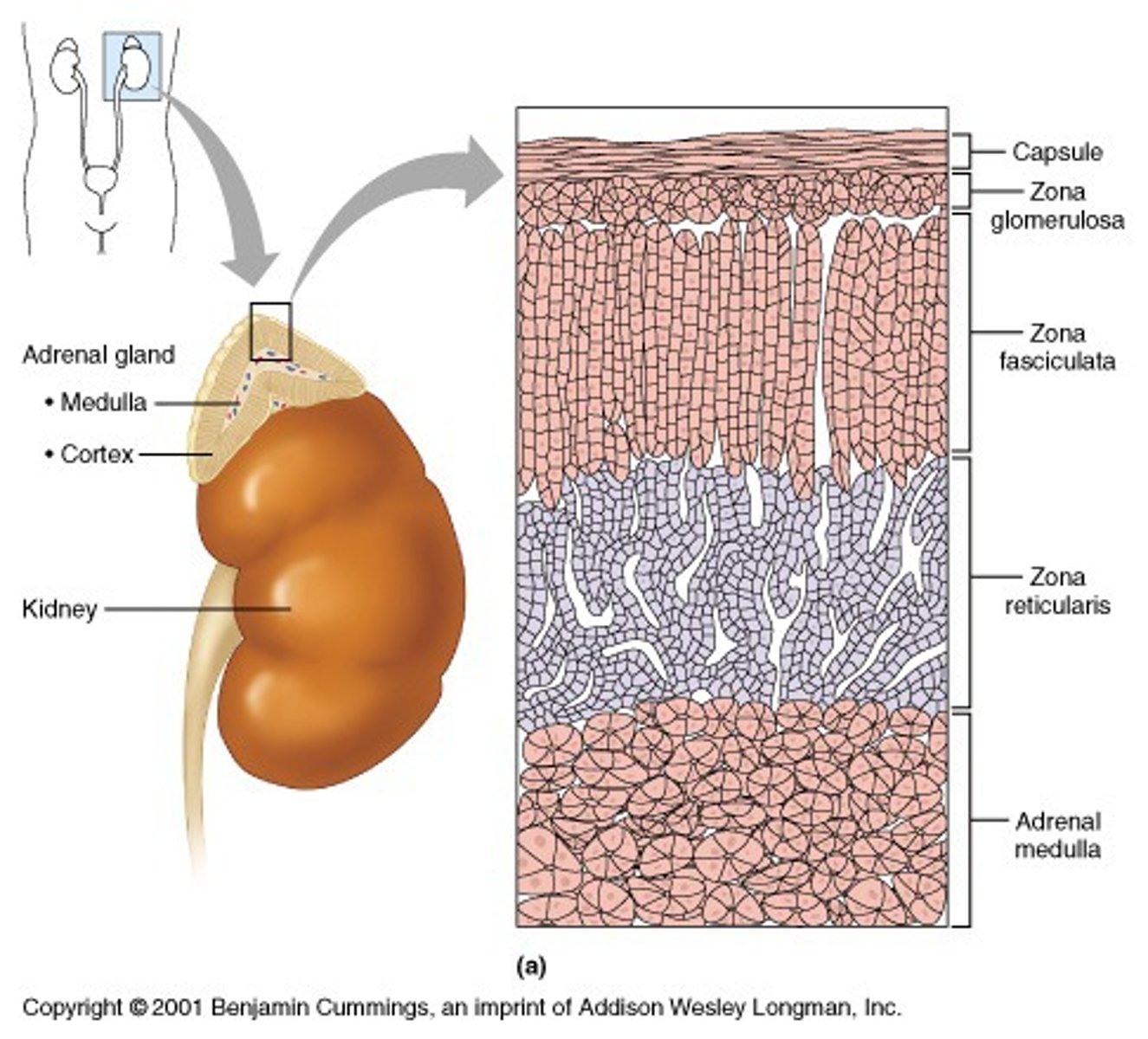 <p>Glomerulosa</p><p>Fasciculata</p><p>Reticularis</p>