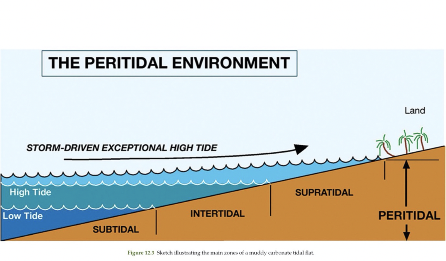 <ol><li><p>Supratidal</p></li><li><p>Intertidal</p></li><li><p>Subtidal</p></li></ol>
