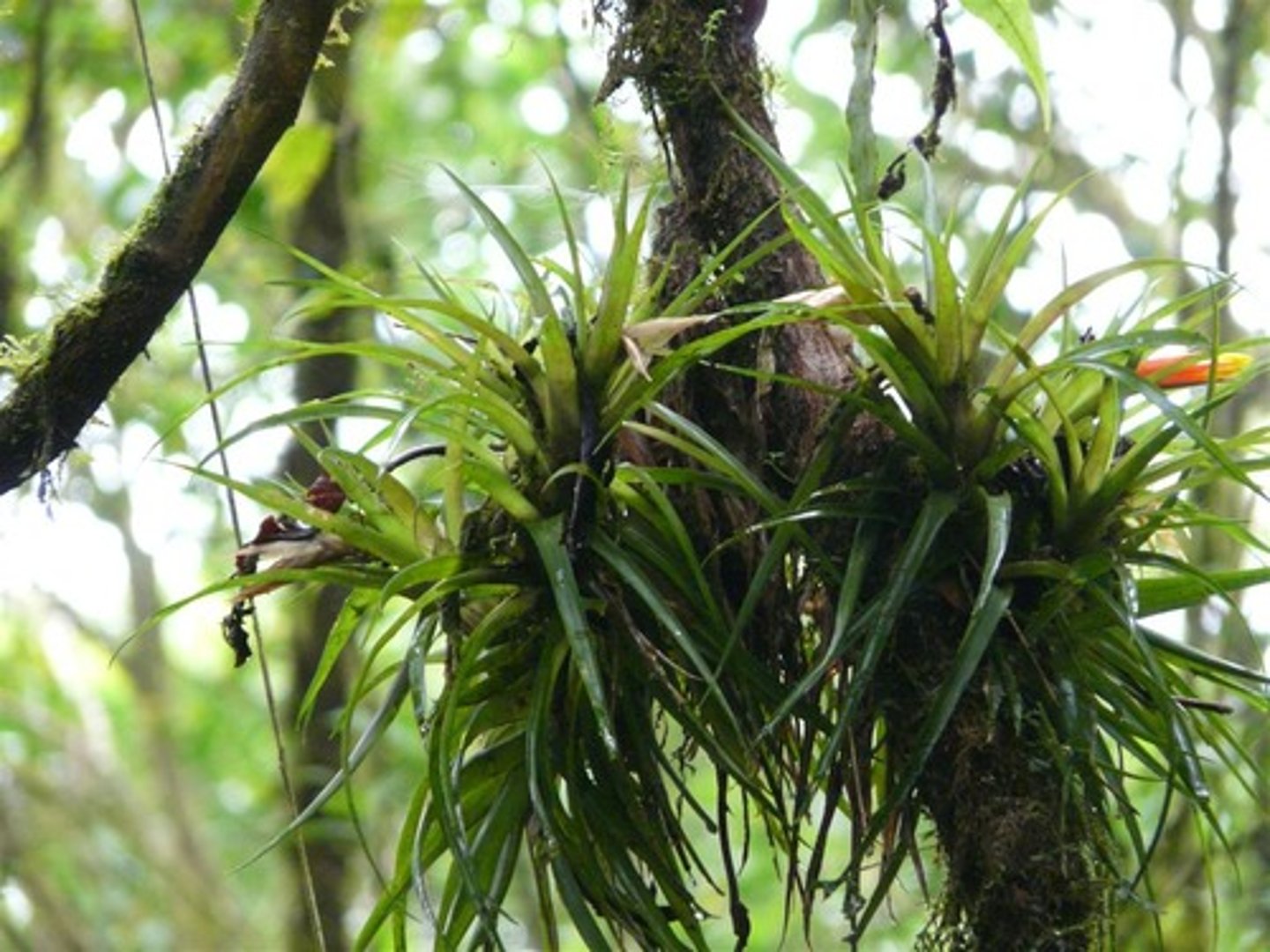 <p>plants such as mosses, lichens, and orchids, that grow on other plants but do not take nutrients from them</p>