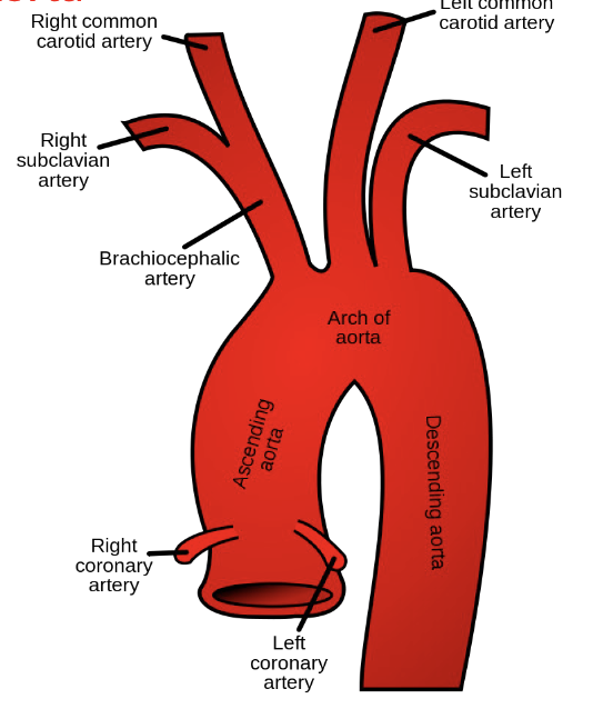 <p><span><span>Systemic Circuit: Branches of the Aorta</span></span></p>