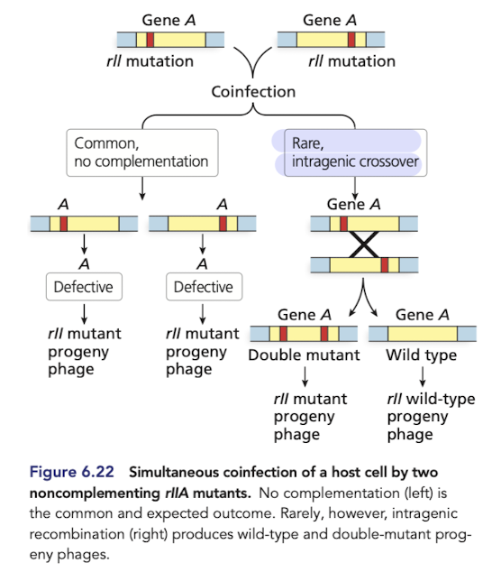 <p>Bacteria can be coinfected by phage strain with different mutations that prevent plaque development </p><ul><li><p>strains with different mutaitons in the same gene <strong><em>fail to complement </em></strong>(plaques don’t form or look weird) </p></li><li><p>but, recombination can occur within defective genes to generate a <strong><em>functional wildtype allele </em></strong>(normal plaques form) </p></li></ul>