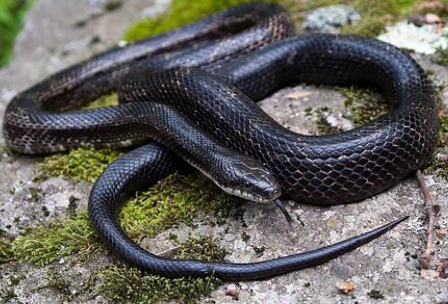 <p><span>what is this and what are its habitat and diet preferences</span></p>