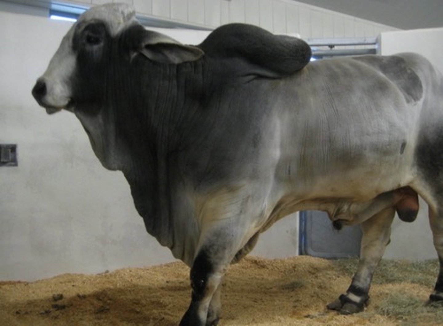 <p>Look for humps, droopy ears, and folds in skin</p>