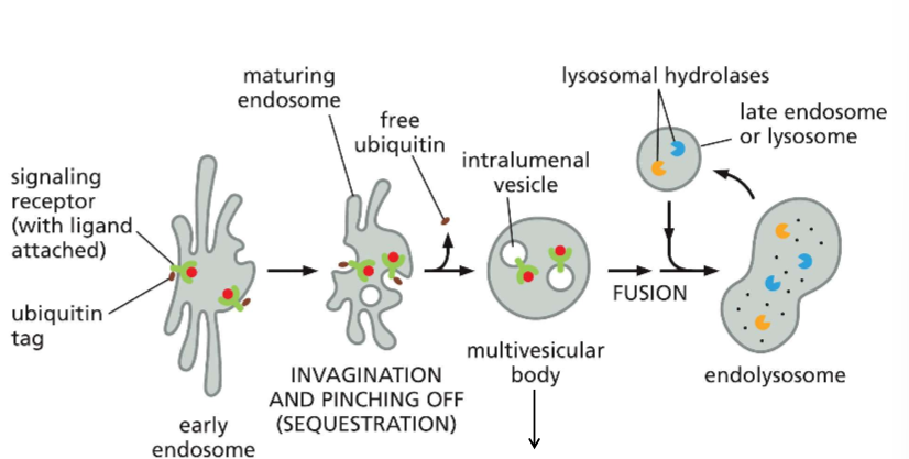 <p>Early endosome: Signal attached to ubiquitin here</p><p>Maturing endosome: Allows for contact. Will invaginate and pinch off.</p><p>Multivesicular Body: same as late endosomes.</p>