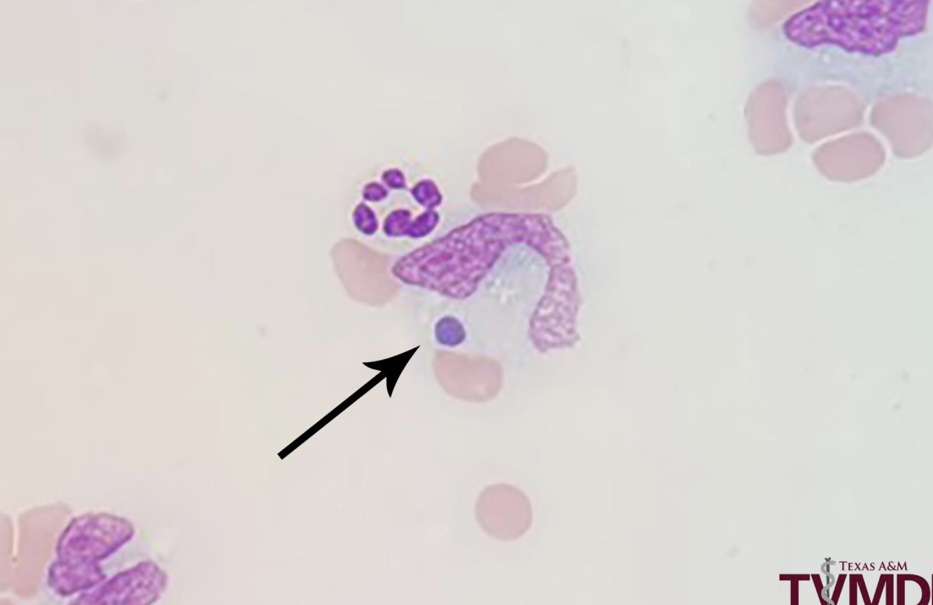 <p>Identify this rickesettial pathogen.</p>