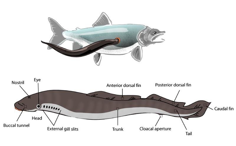 <p>=lamprey=</p><p>-well developed eyes</p><p>-teeth and oral disc</p><p>-no paired fins</p>