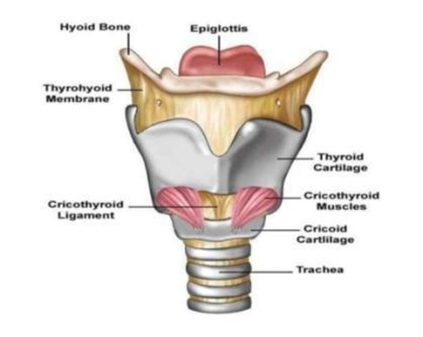 <p>epiglottis , cricoid cartilage.</p><p>laryngeal inlet., hyloid bone,</p>