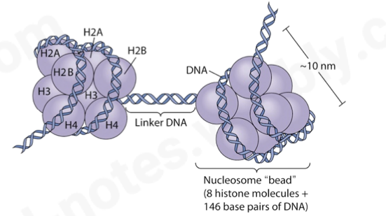 <ul><li><p><span>11nm wide by 6nm long</span></p></li><li><p><span> made of 8 histone molecules</span></p></li></ul>