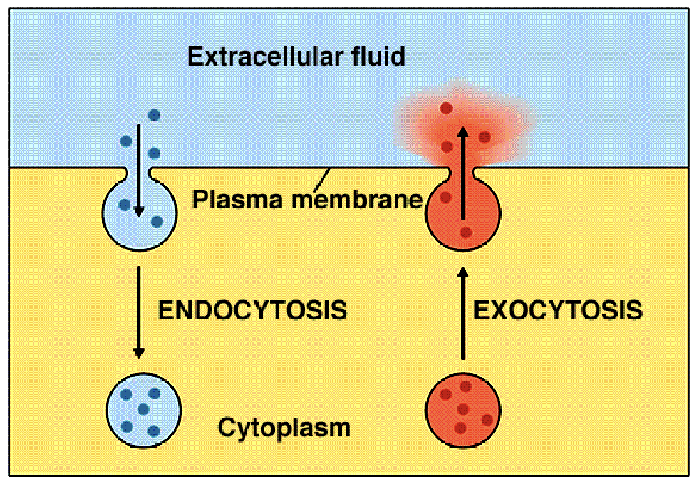 <p>Simultaneous movement of many large molecules that cannot be transported by carriers</p><p>endocytosis and exocytosis</p>