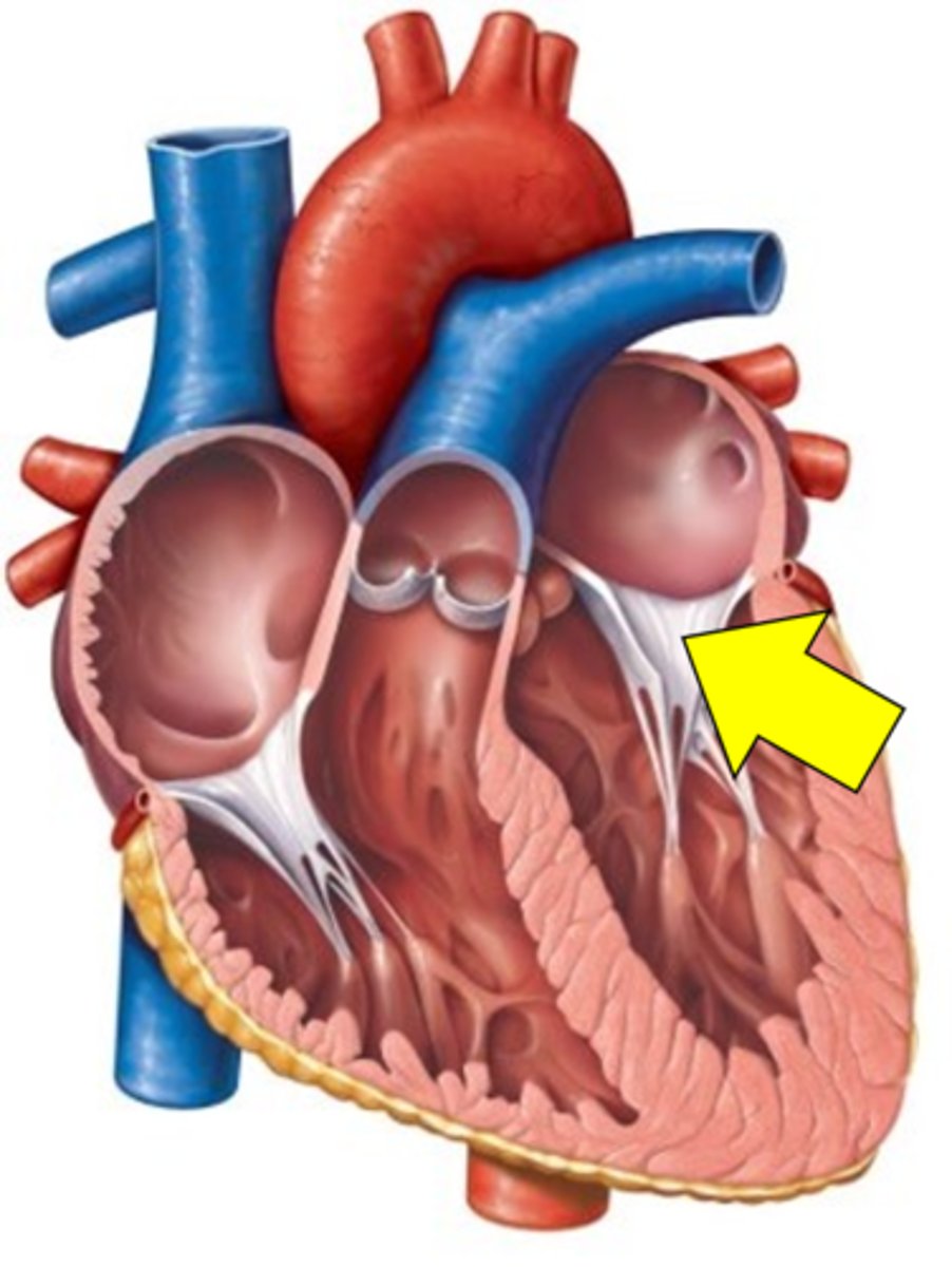 <p>Name the structure.</p>