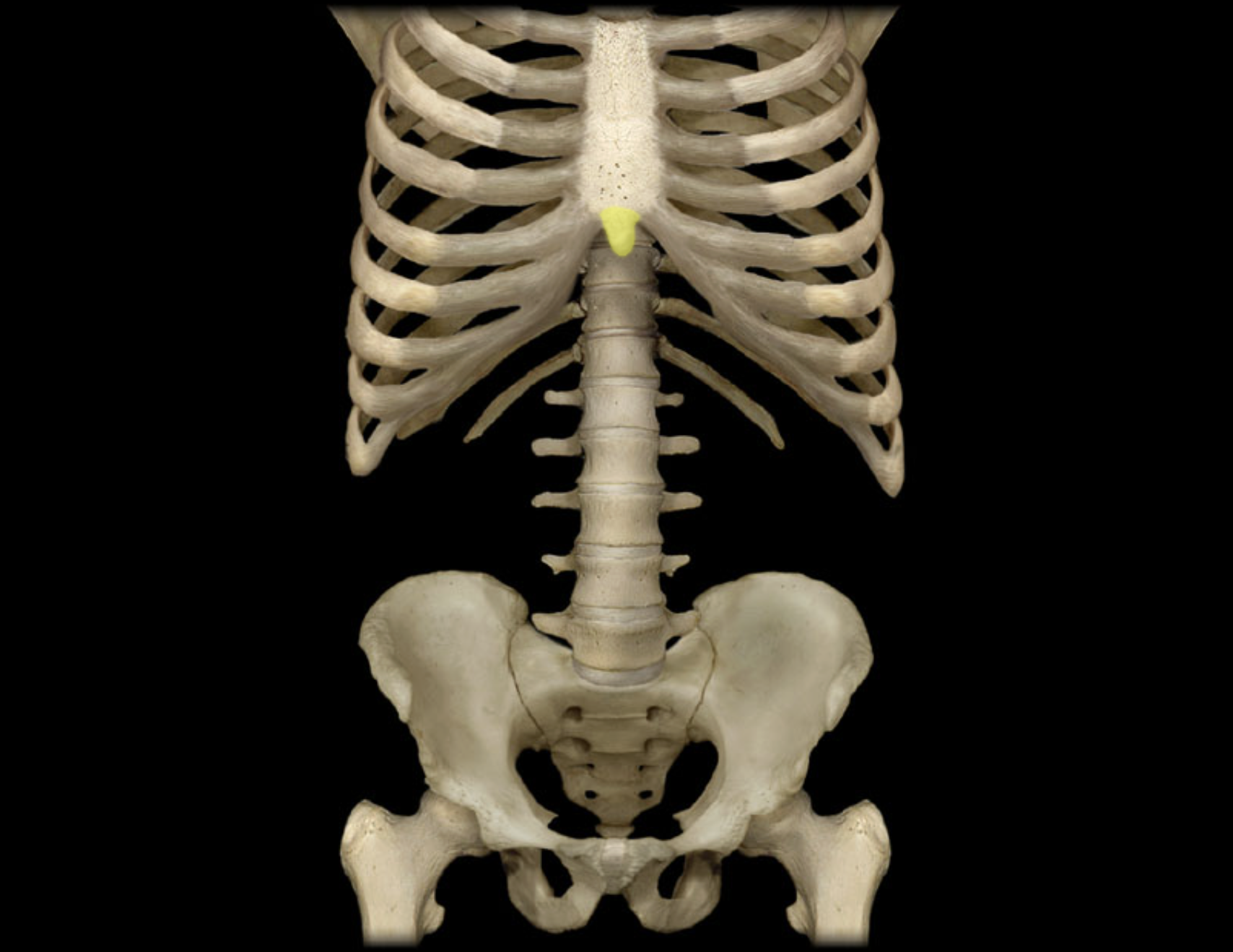 <p>Xiphoid process</p>