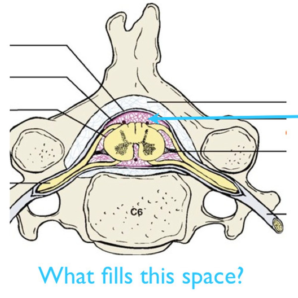<p>Fluid that fills the outer covering of the spinal cord, extending beyond L2.</p>